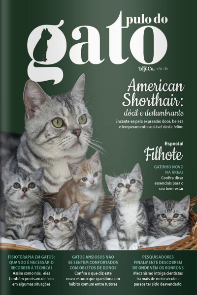 Pulo do Gato Ed. 158 - American Shorthair: dócil e deslumbrante